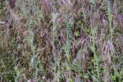 DSC_2013 (Large).JPG